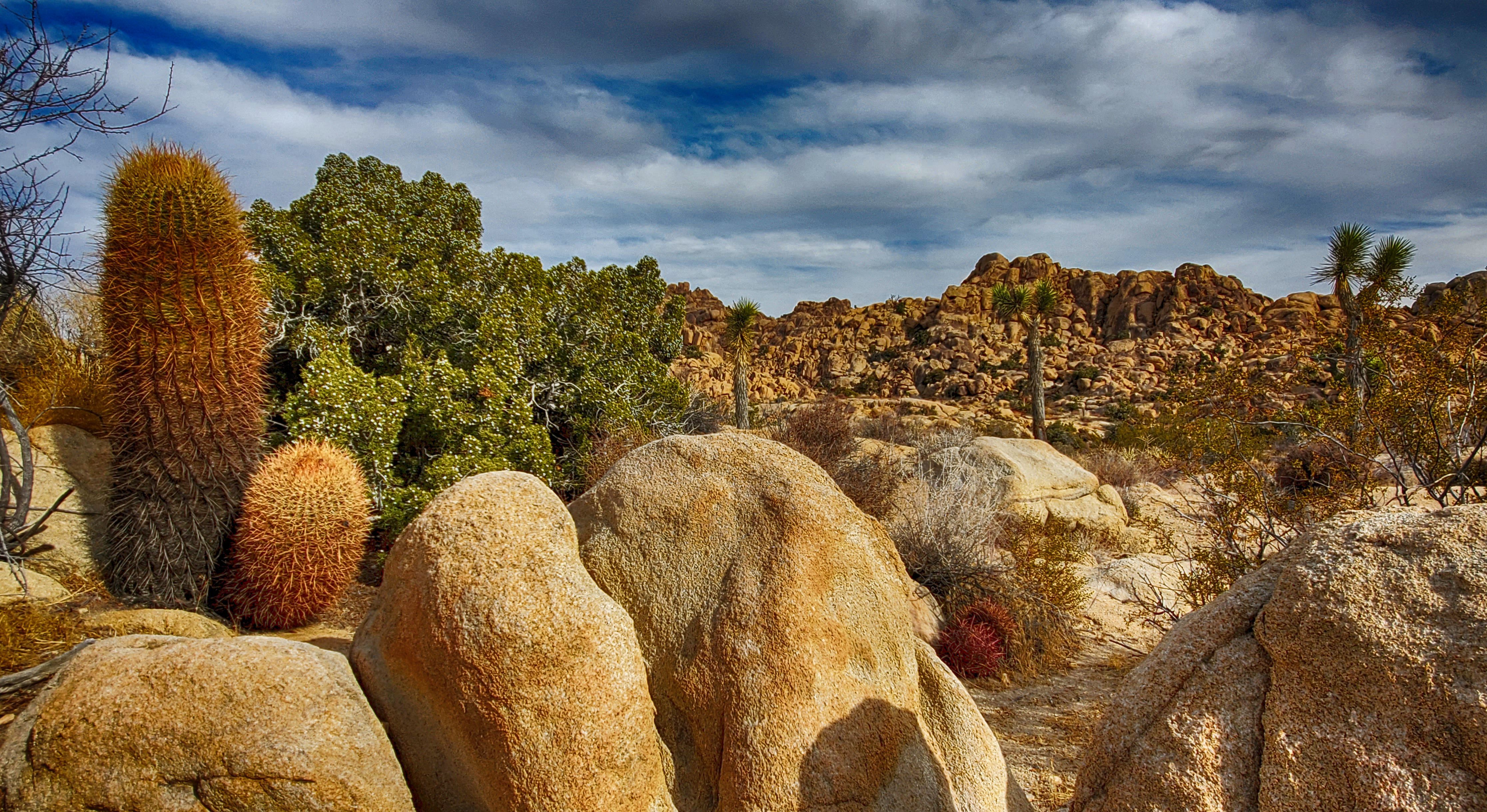 Just Desert